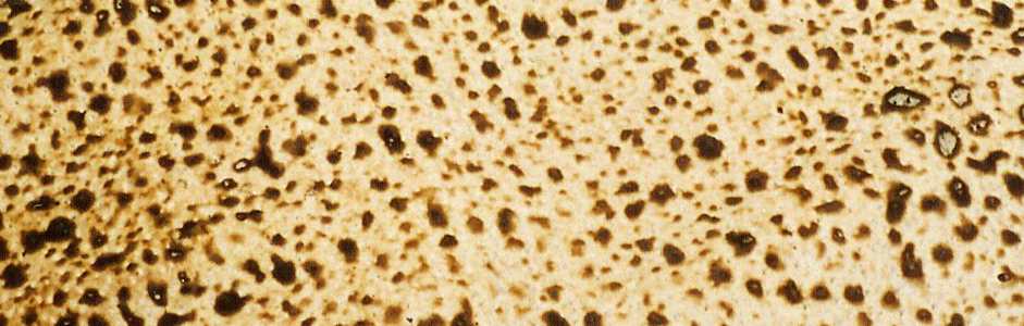 Passover Seder and Meal Plan RSVP